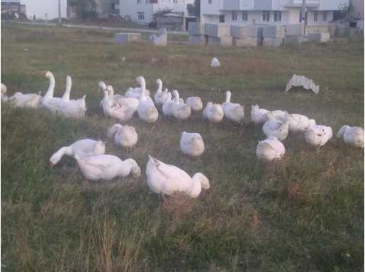 Kars doğal etli besili kaz