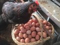 günlük tavuk yumurtası