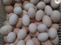 Ligorin tinted karışık kuluçkalık yumurta 