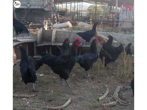 Eskişehir Australorp Horozu ve ingiliz horozu 